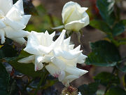 白い薔薇写真