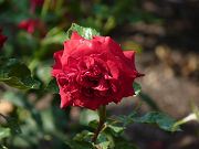 赤い薔薇写真
