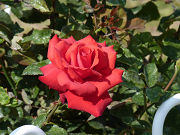 赤い薔薇写真