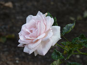 薄いピンクの薔薇写真