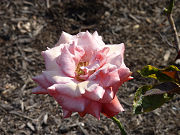 ピンクの薔薇写真