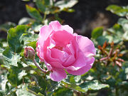 ピンクの薔薇写真