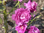 紫の薔薇写真