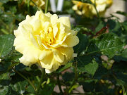 黄色の薔薇写真