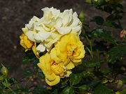 黄色と白のの薔薇写真