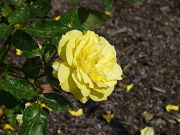 黄色の薔薇写真