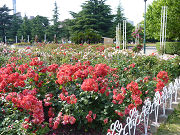 赤い薔薇の花壇写真