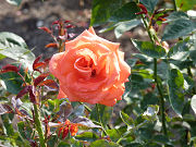 オレンジ色の薔薇写真