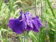 青紫の花菖蒲「神楽獅子」写真