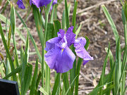 紫の花菖蒲「大淀」フリー素材