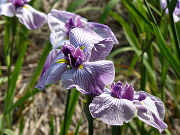 薄紫の花菖蒲「三筋の糸」写真
