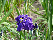 青紫の花菖蒲「鎧武者」写真