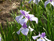 薄紫の花菖蒲「紬娘」写真