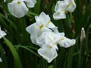 白い花菖蒲「白仙」写真