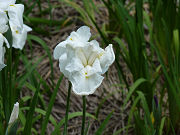 白い花菖蒲「白仙」写真