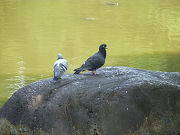 岩の上にとまった２匹の鳩写真