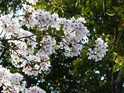 桜の花と緑の木々（植物）写真