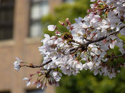 桜の枝写真