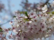 可愛いたくさんの桜の花写真