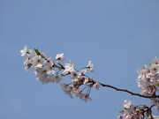 桜の枝と澄んだ青い空写真