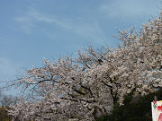 桜の木々と澄んだ青い空写真