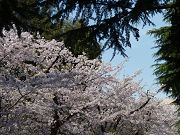 桜の木々と緑の植物写真
