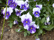 青紫と白のビオラ写真