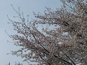 桜の木々と澄んだ青い空写真