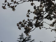 空と桜写真