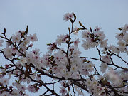 桜の枝と水色の空写真