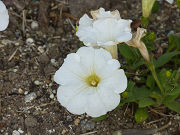 白い花写真