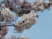 かわいい桜の花写真