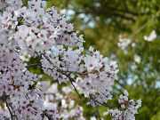 桜の花と緑の植物写真