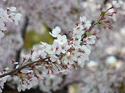 可愛い桜の花写真