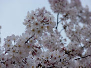桜の花と水いろの背景写真