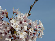 桜の花と澄んだ青い空写真