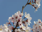 かわいい桜の花写真