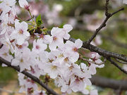 可愛い桜の花写真