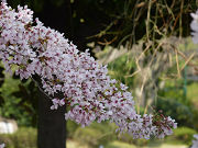桜の枝と緑の木々写真