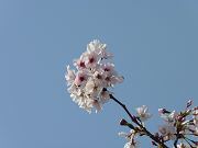 桜の花と澄んだ青い空写真