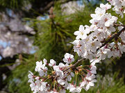 桜の花と松の木写真