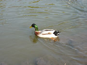 池を泳ぐ鴨（カモ）写真
