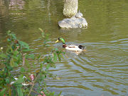 池を泳ぐ鴨（カモ）と植物の葉写真
