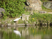 池と白鷺（シラサギ）写真