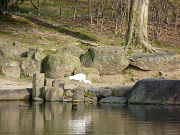 池とエサを探している白鷺（シラサギ）写真