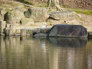 池と白鷺（シラサギ）写真