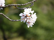 綺麗な桜の花写真