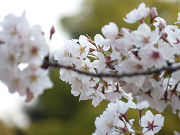 綺麗な桜の花写真