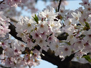 キレイな桜の花写真