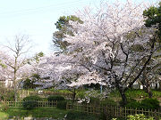 桜の木と緑の植物写真